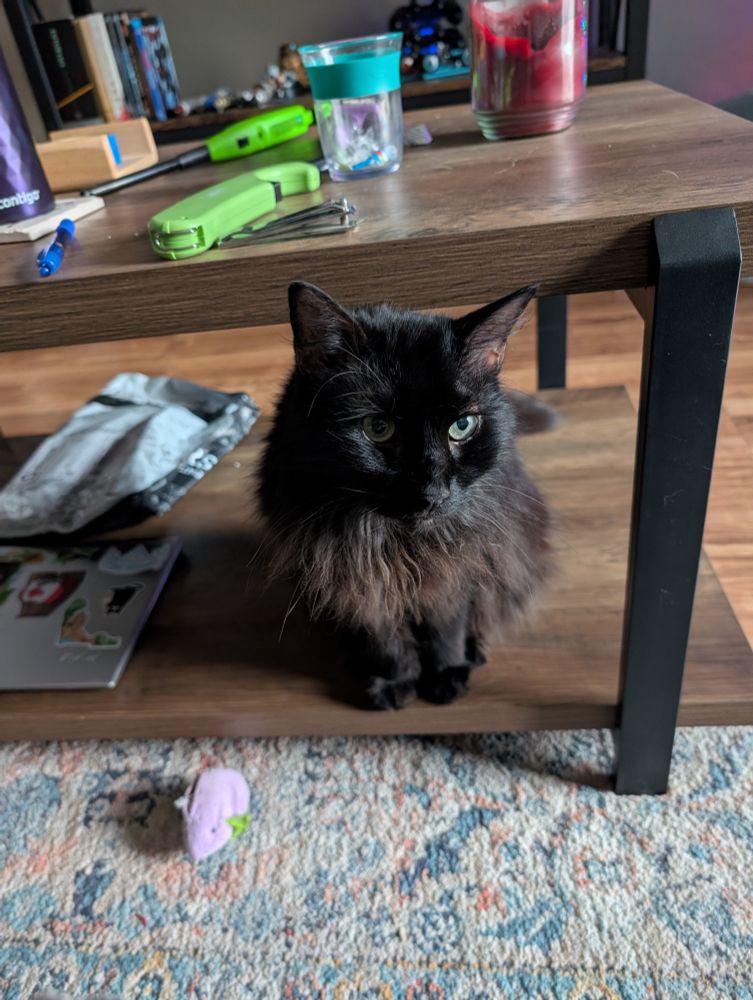 Rawling, a medium hair black cat sitting under a coffee table