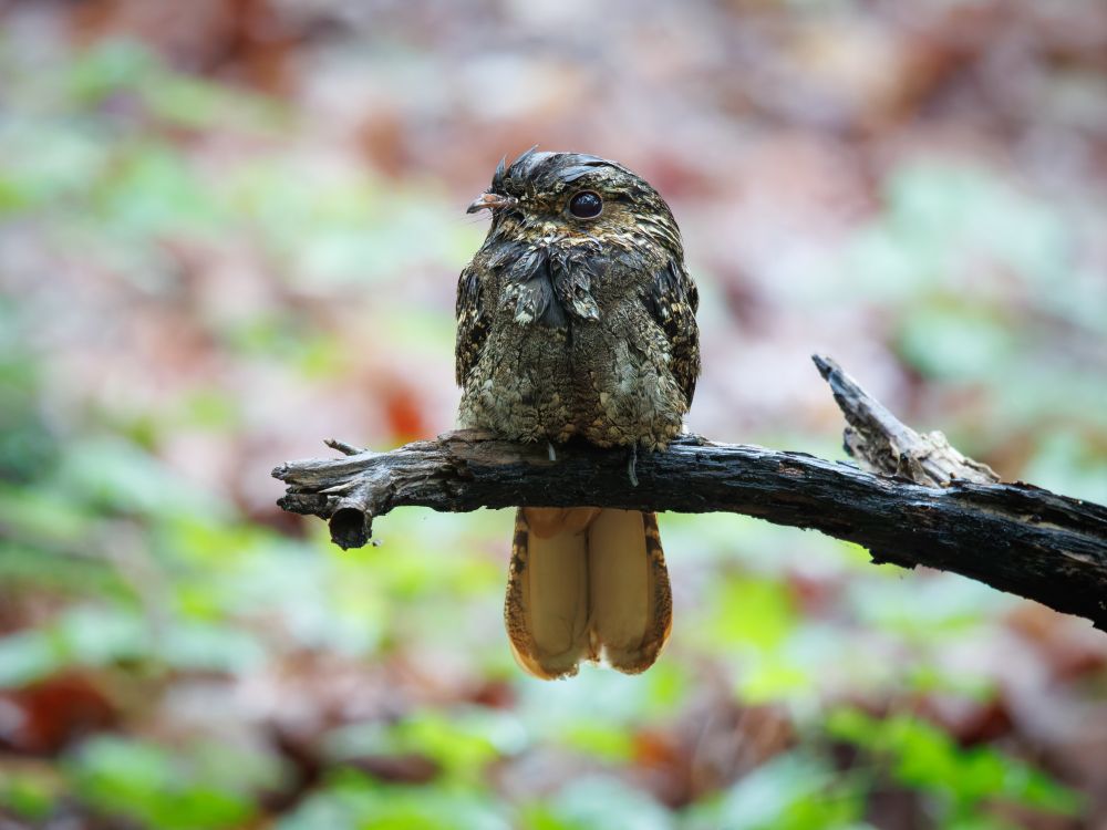 Chuck-will's-widow perched on a low branch