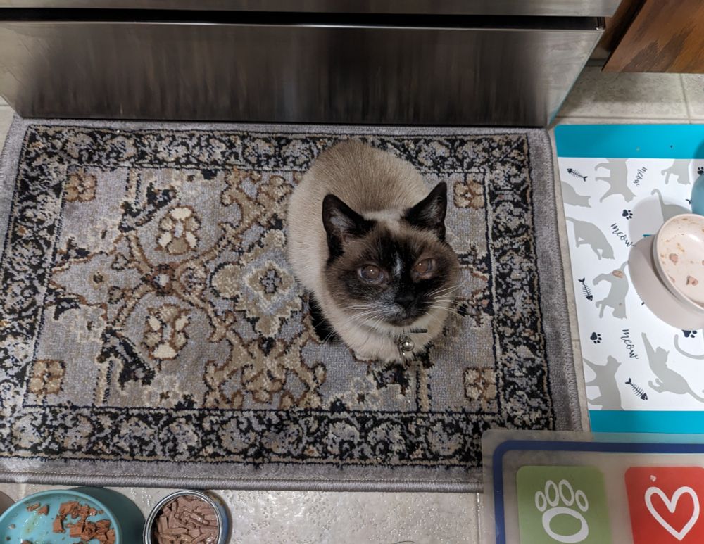 Petite seal point Siamese cat with flecks of white fur on the right side of her face, sitting on an ornate grey rug in front of a steel oven surrounded by multiple food dishes with different types of canned food - a buffet of cat food - looking up at her food lady.