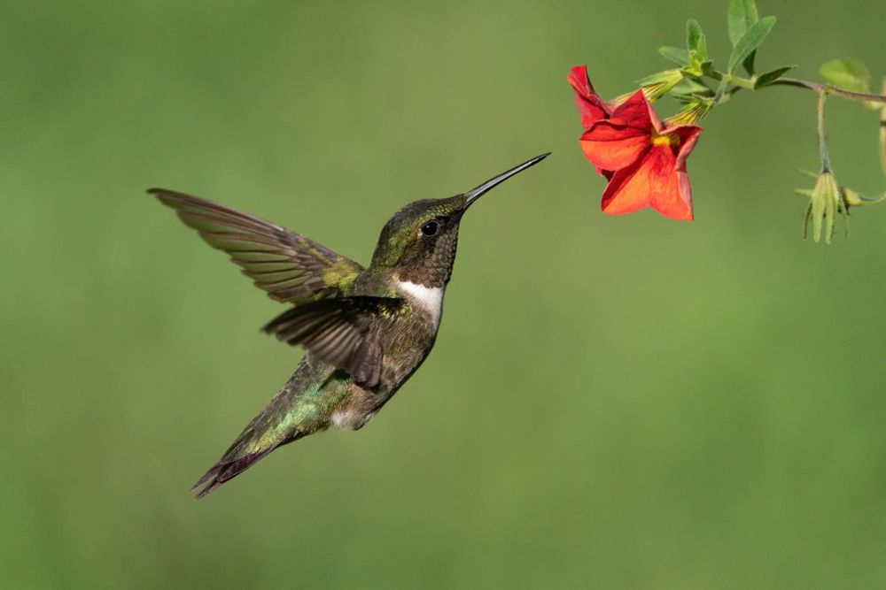 Hummingbird and red flower