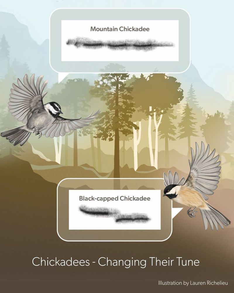 illustration by Lauren Richelieu shows two small black and white birds. A black-capped and Mountain Chickadee in flight with sound waves. 