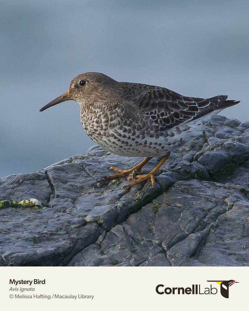 [Image description: A gray-and-white shorebird with a long, drooping bill and orange-yellow legs. The bird is perched on a dark gray rock in front of a blue-gray background. Text on image: Mystery Bird, Avis ignota, © Melissa Hafting / Macaulay Library, Cornell Lab.]