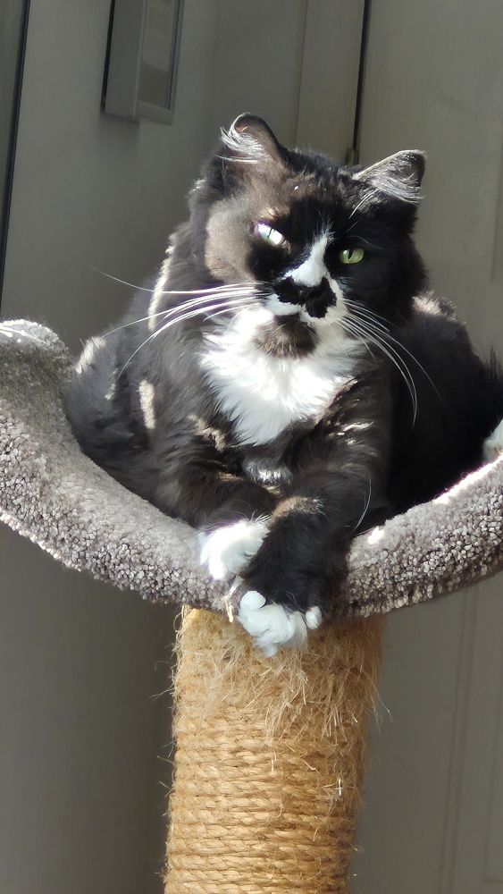 Ocean the Wiggle Cat resting in her Cat tree 