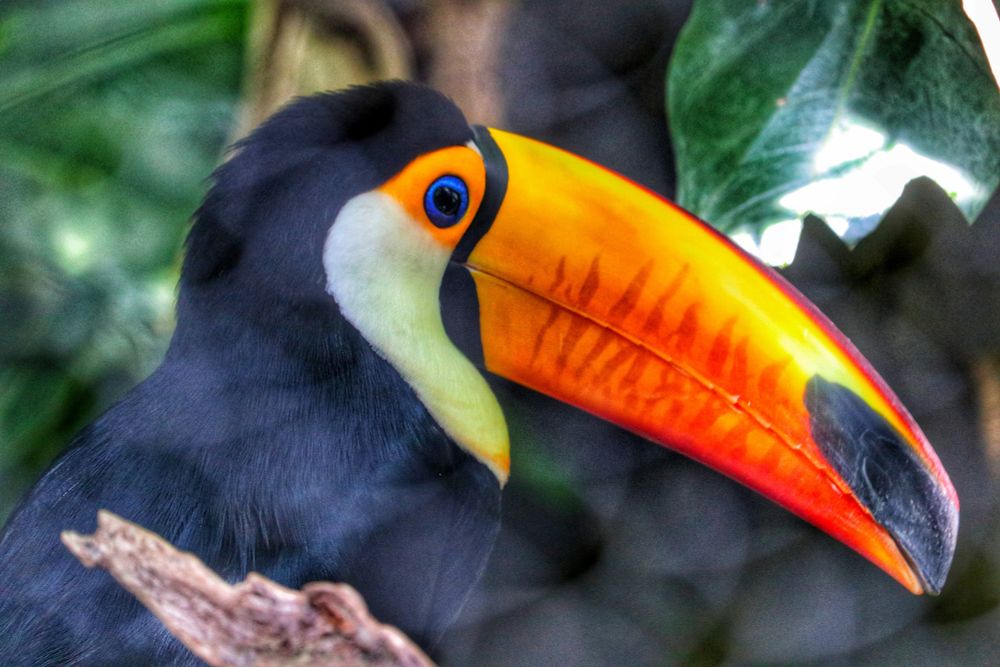 Close-up photo of a Toco Toucan's head and large bill. The bird has deep black plumage, a bright white and light yellow throat patch, and a striking blue ring around its eye. The massive bill is vivid yellow and orange, fading to red, with a distinct black tip.