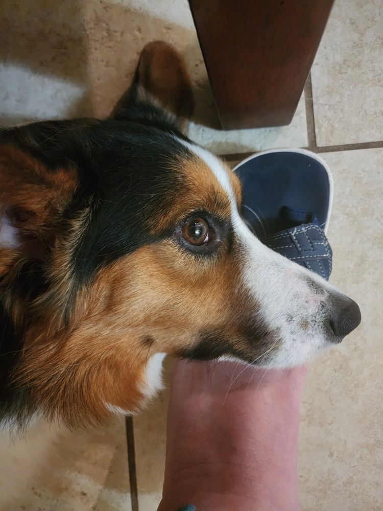 A foot, halfway into a flip-flop, with the head of a tricolor Cardigan Welsh Corgi resting on it.