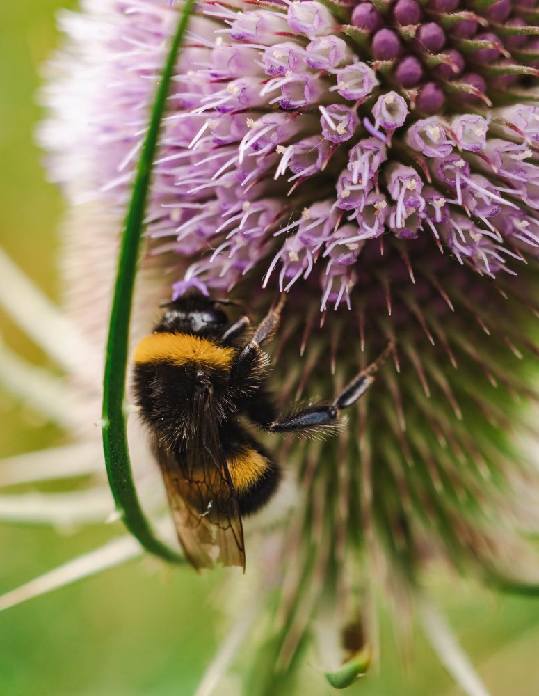 Zeigt eine Hummel ganz nah dran auf einer noch blühenden Distel.
Das sind große "Knubbel" mit ganz vielen rosa Blüten dran.