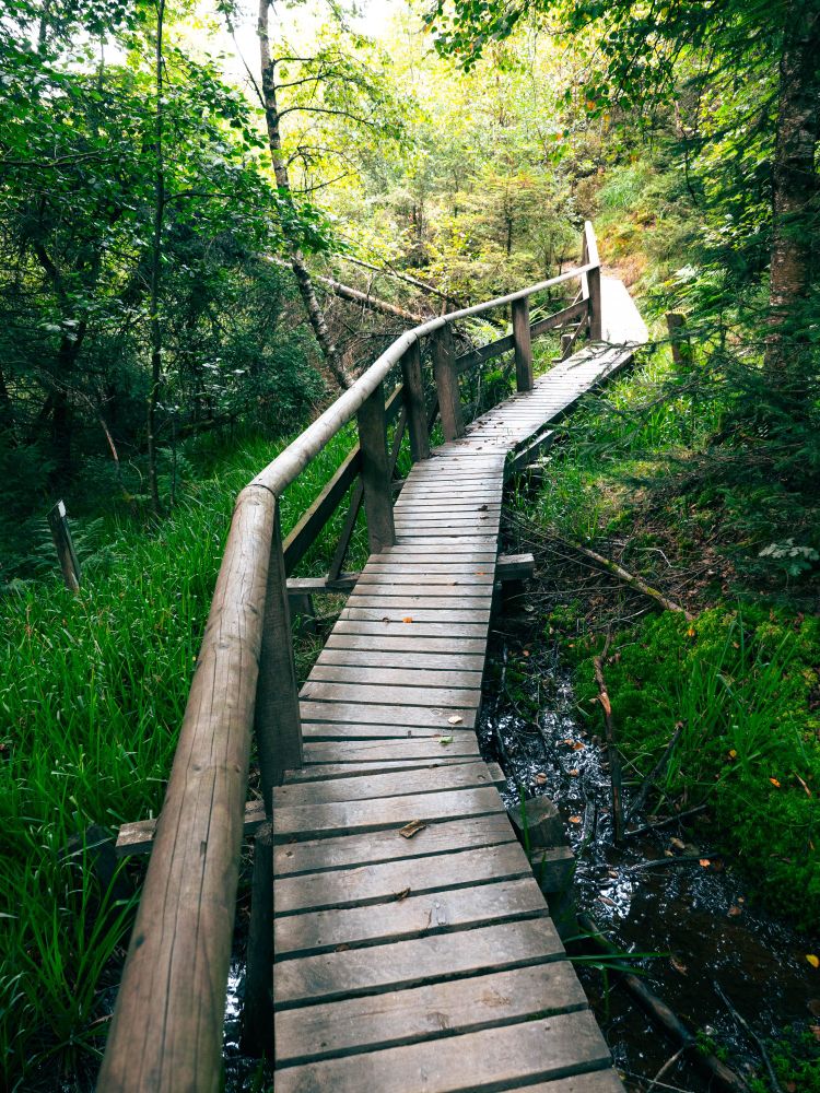 Zeigt einen Holzsteg mit Geländer auf einer Seite, der von Bildrand unten und verschwindet hinten im Bild im Wald.
Man sieht Wasser unter und neben dem Steg.
Weiter sieht man Gras und Gebüsch.