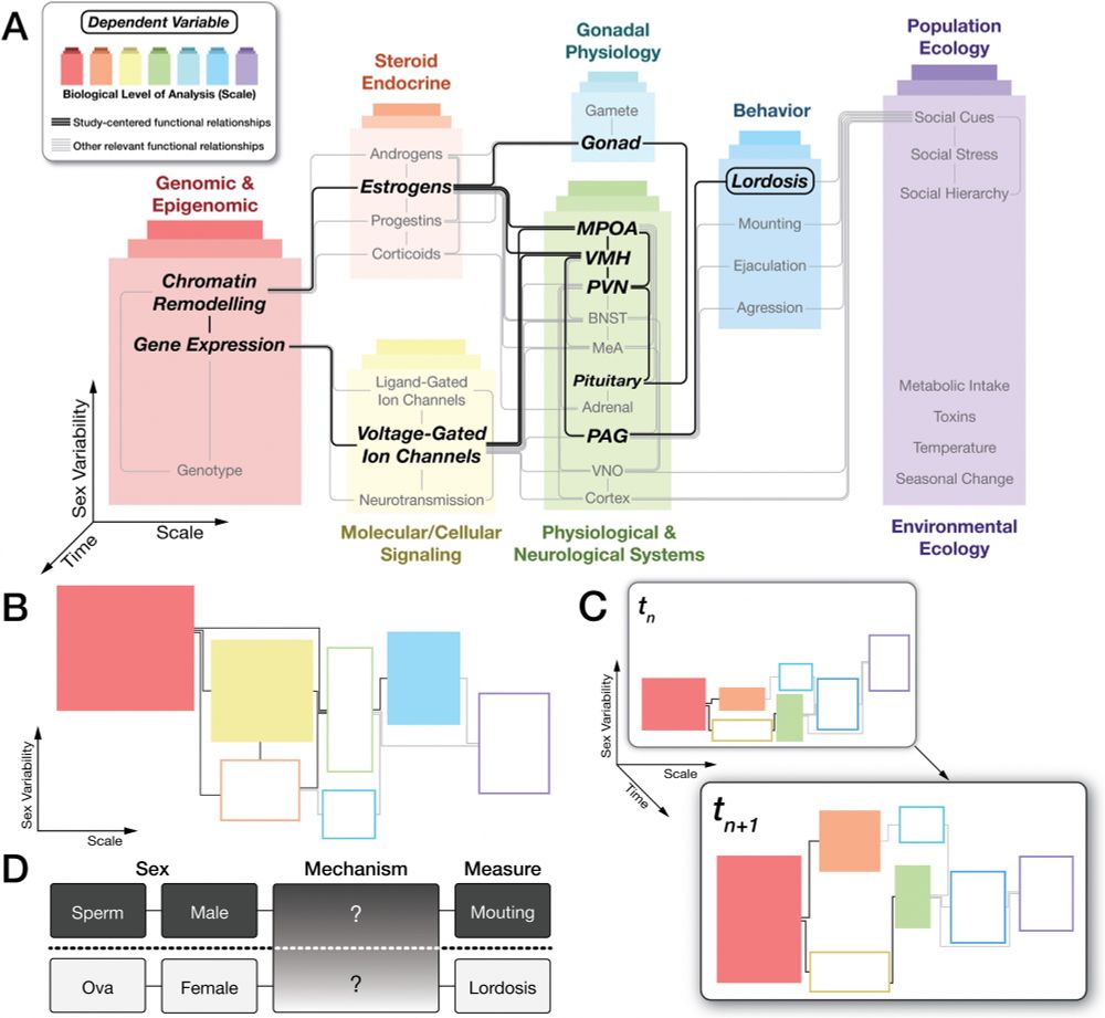 Fig. 1. Dynamic sex variability - An integrative, multidimensional framework. A framework that centers sex variability will enable the study of sex across multiple levels of biological analysis (colored boxes). A) Visual schematic representing the degree of sex variability (y-axis) across biological scale (x-axis) and time (z-axis), with example sex variables of interest (not all possible covariates and functional relationships are presented). In this example, to decipher mechanisms linking gonadal hormones to receptive reproductive behavior in adult rodents (lordosis), the functional relationships (black subset of possible gray relationships) between select variables (bold words) need to be identified. At each level of analysis, numerous variables differ across sex to contribute to reproductive behavior through these functional interactions. Importantly, the degree of variability across sex categories is dynamic and is affected by developmental stage, experience, and environment.