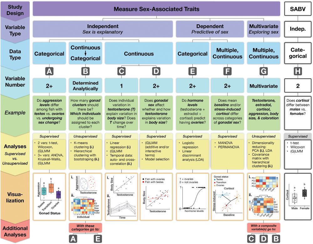 Fig. 2. Approaches for the statistical analysis of sex-associated traits. Flow chart of example approaches for analyzing datasets with sex-associated variables. These analyses answer questions about whether and how sex-associated variables explain variation in dependent variables of interest, how independent variables of interest explain variation in dependent sex-associated variables, and how sex-associated variables (within and/or across levels of analysis) relate to one another. The examples match those in the text where possible, but the approaches are widely applicable and flexible. The choice(s) of analyses should follow directly from the research question(s), and it is likely that multiple approaches will be used in the analysis of an integrative dataset.