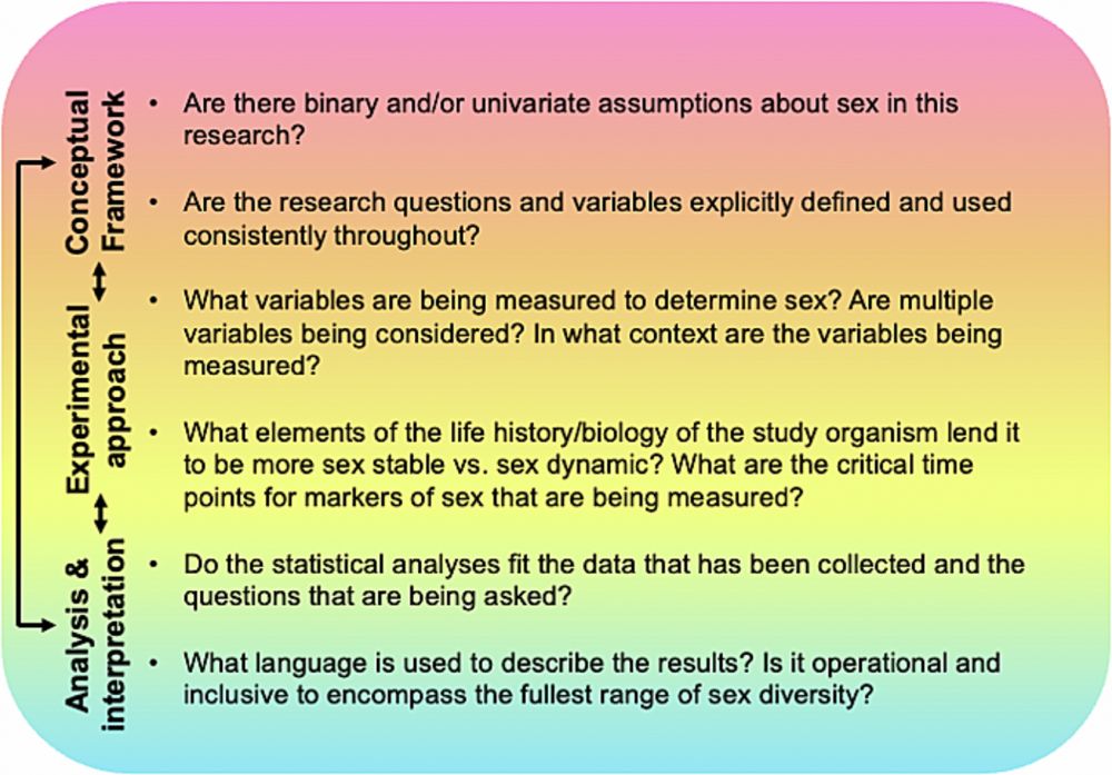 Fig. 3. Questions for evaluating frameworks and approaches which study sex variability and diversity. Here, we present a set of questions to ask when critically evaluating work (whether it is your own or others) that addresses sex diversity and variability. Note that these questions reflect the integration of the conceptual framework, experimental approaches, and analysis and interpretation, as each of these aspects informs the other.