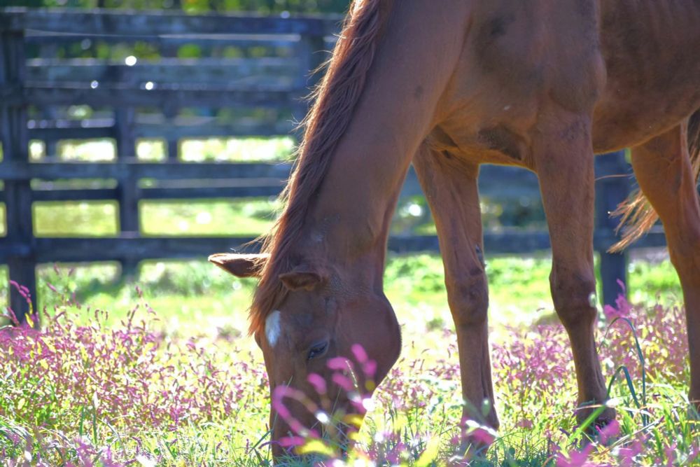 Photograph of the horse, Grass Wonder eating some grass.
Grass Wonder passed away at 30 years old as reported by Big Red Farm.
Racehorse uma musume umamusume grass wonder ウマ娘 グラスワンダー