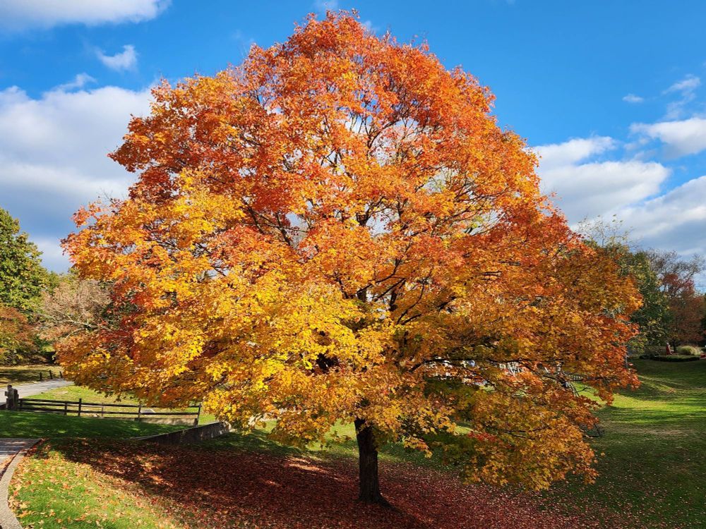 A deciduous tree full of orange and yellow leaves against a blue sky