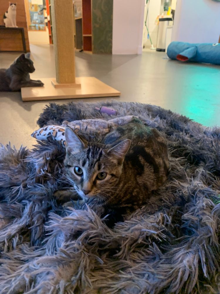 A cat is camouflaged in a rug. 