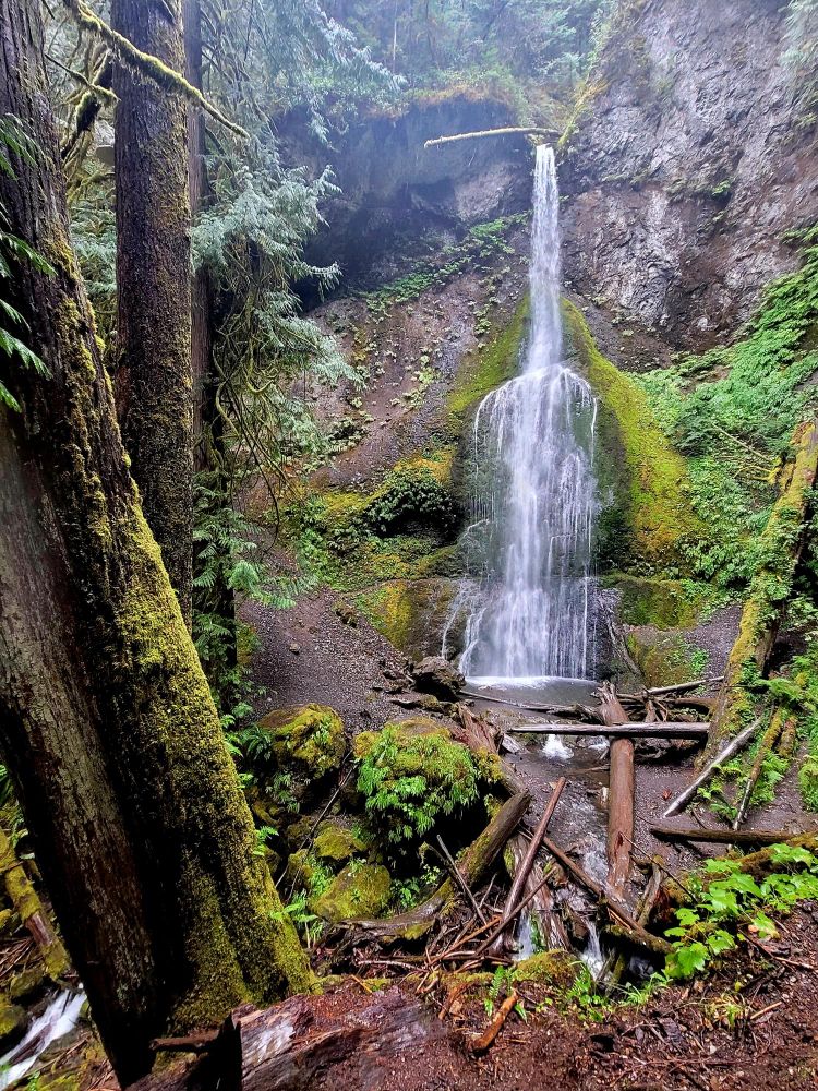 Wet dark green wooded scene with moss and ferns, and a large waterfall.