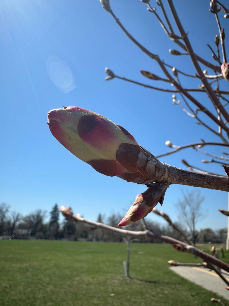 A close up of a tree branch with a pink and green bud emerging. 