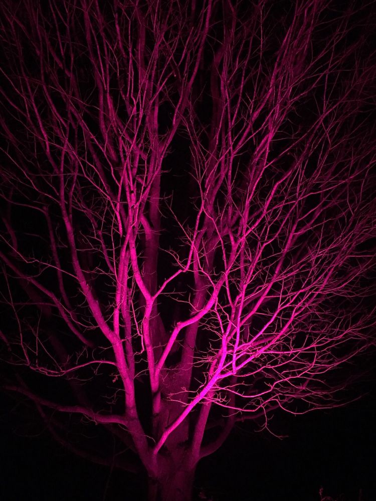 Brightly lit fuchsia tree branches needle out into darkness like lightning.