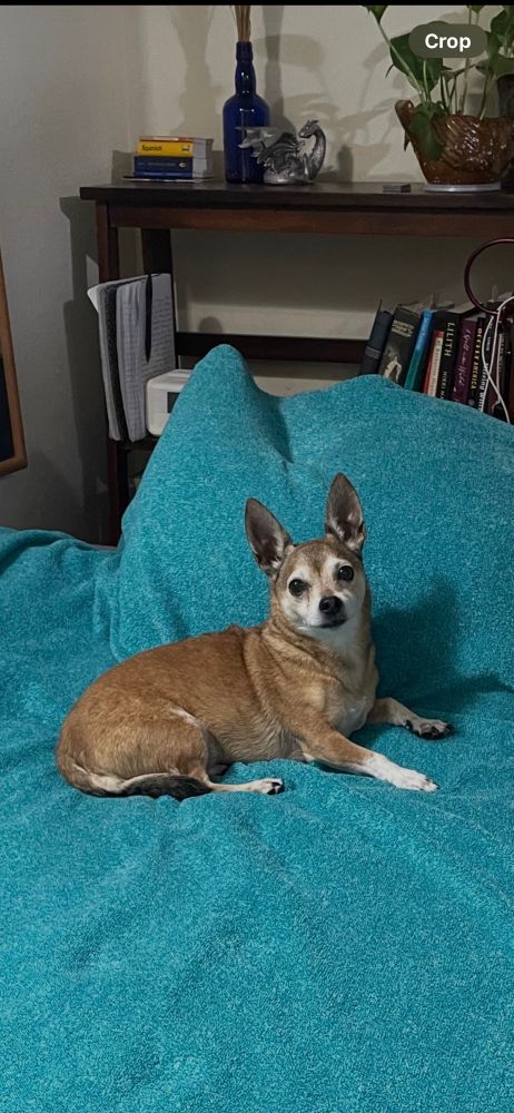 Just a cute little guy, part chihuahua and part rat terrier, with short slick light brown fur and white highlights around his back nose and big alert shiny eyes. His ears are huge and pointy and the end of his tail has thick darker longer hair like a wild woodland creature. He’s laying on a bed with his head perked up at attention to the camera.