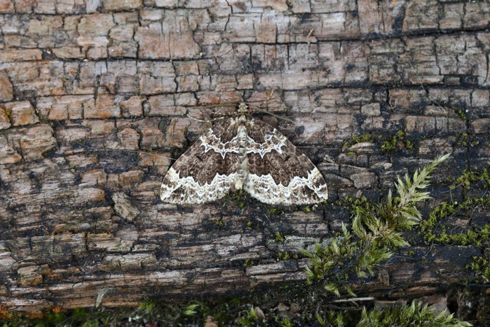 Water Carpet - becoming less regular in the Wood 