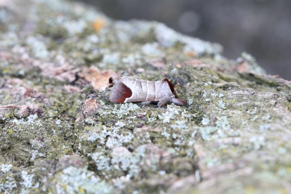 Who doesn’t love a Chocolate-tip! 