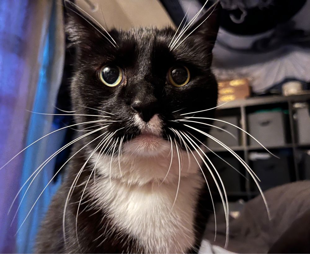 A closeup of a wide-eyed tuxie cat in a messy bedroom.