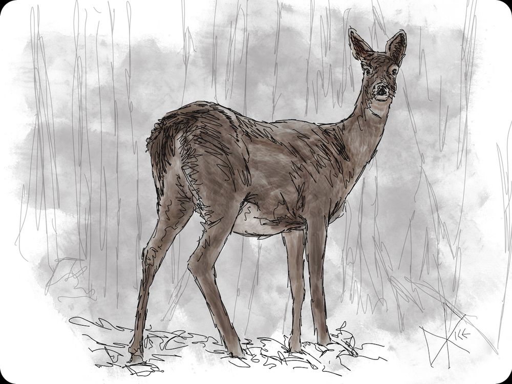 White-tailed Deer
#optimisticinacautiousfashion #youthofferspromise #everythingpalesincomparisontodeer
A white-tailed deer stands alertly, ready to return into the deeper forest. Sketch art by Don Rice.