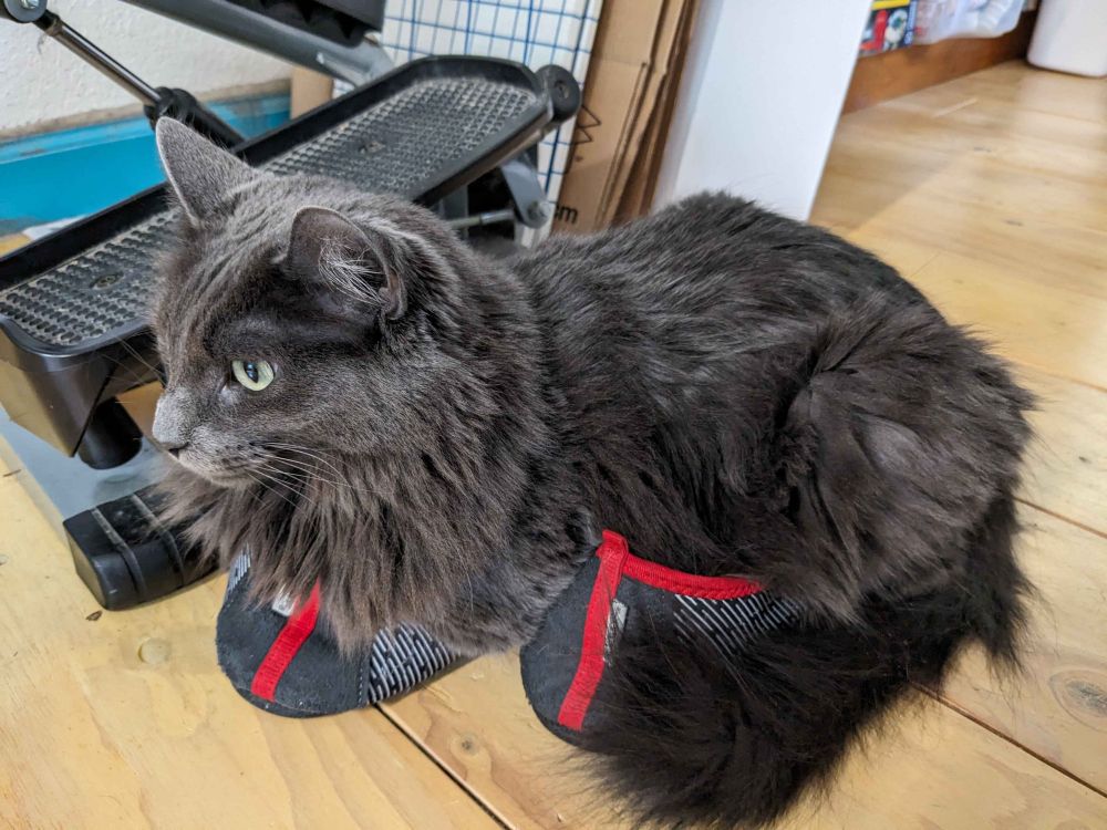Bella, a grey medium hair cat, is sitting in a pair of slippers with a step machine in the background.