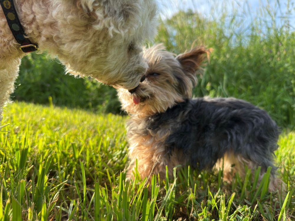 Tiny Yorkie squints as the fluffy head of a cream-colored dog looms into frame to gently boop snoots. The other dog looks gigantic in proportion to the Yorkie though she is actually a 14 pound poodle.