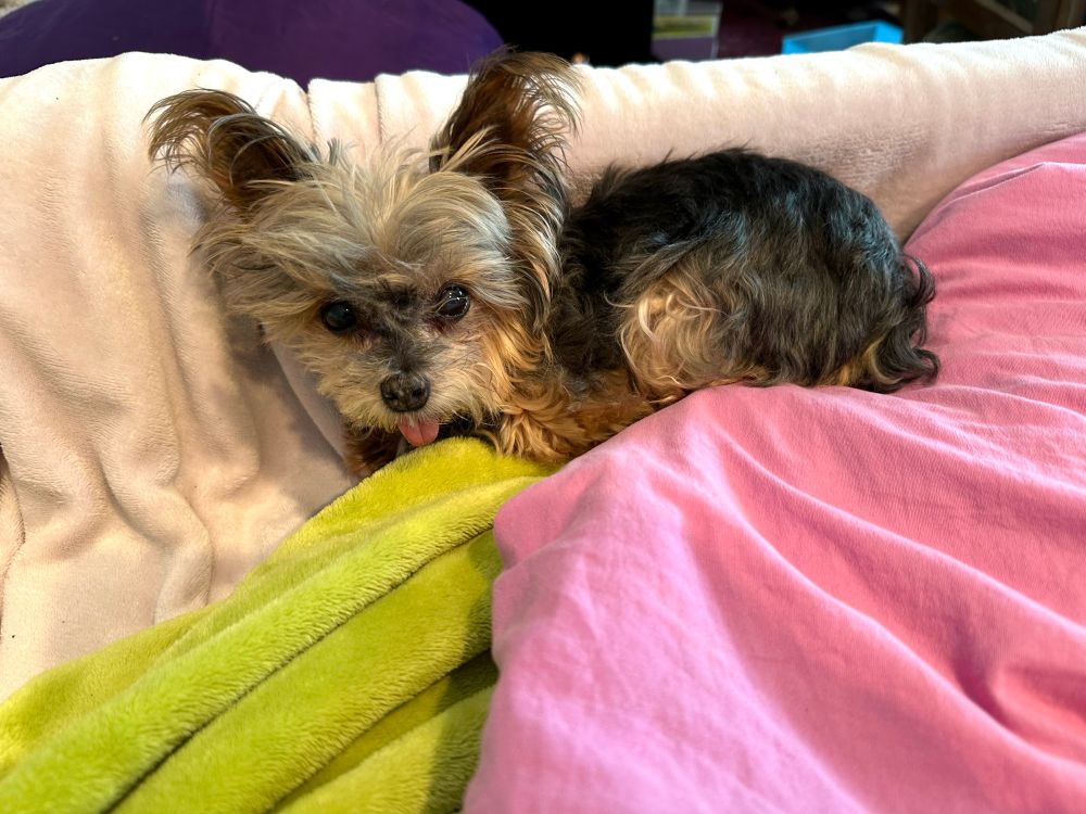 Tiny Yorkie curls in a sleepy bundle against bedding of cream, light green, and raspberry pink. Her eyes are dark and bright, her tongue protrudes in the smallest blep. 