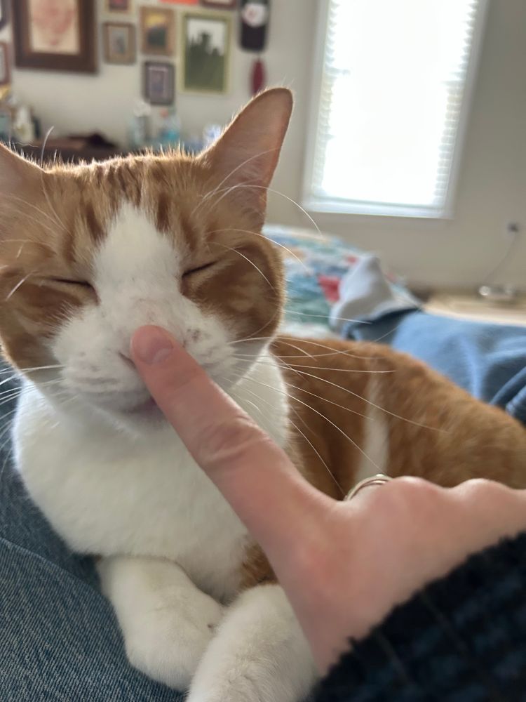 orange cat with his eyes closed, pressing his nose into the finger of a person off screen