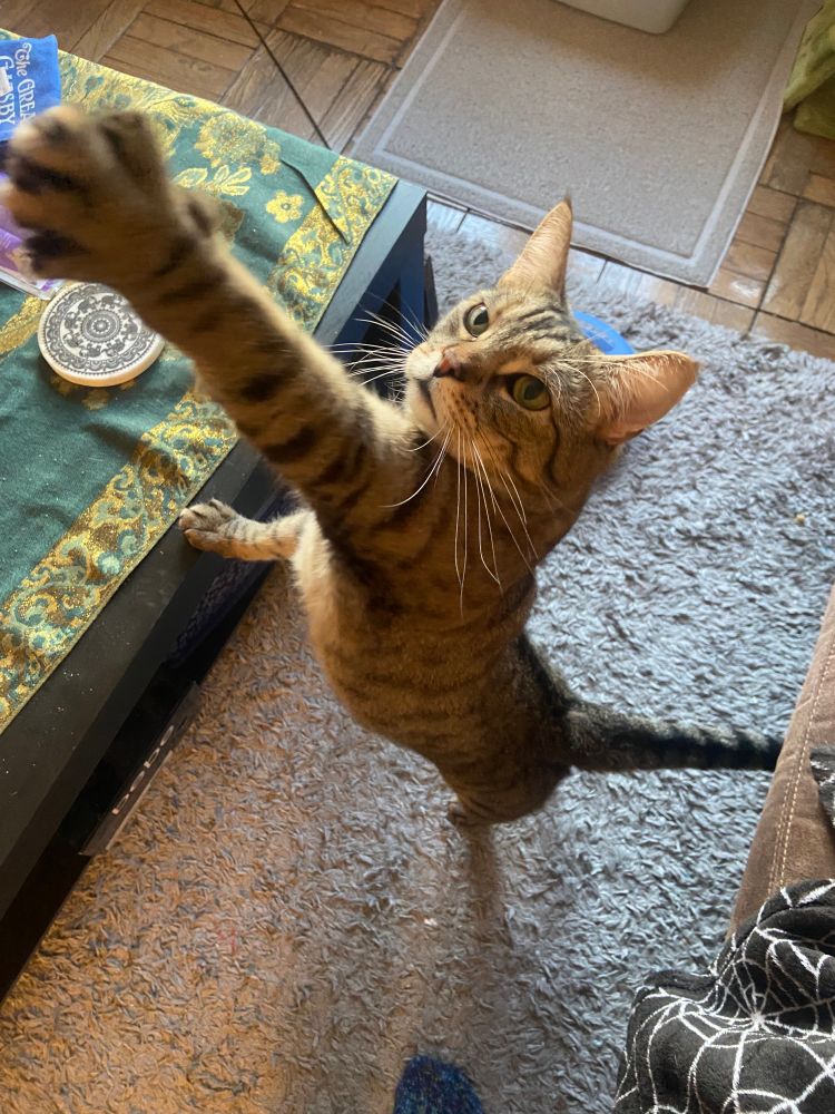 handsome tabby cat stretching his arm very long, very spaghetti-like toward the camera