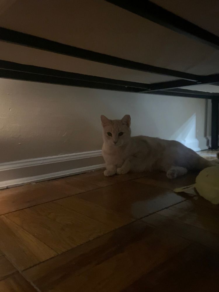 cute buff orange cat being handsome