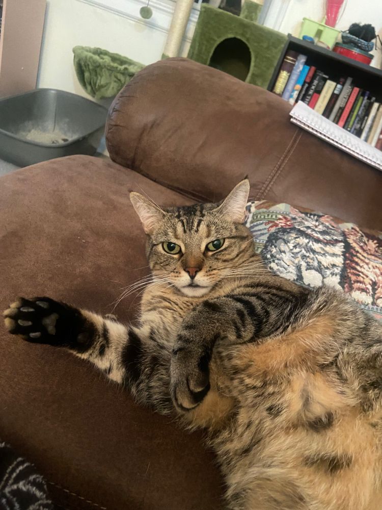 precious fuzzy cat with mashed potatoes for bellies and a mohawk made of tiger stripes