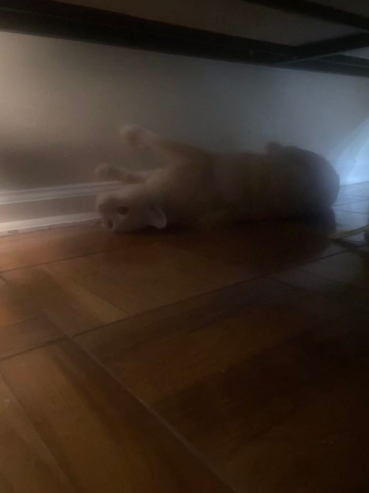 cute buff orange cat being handsome