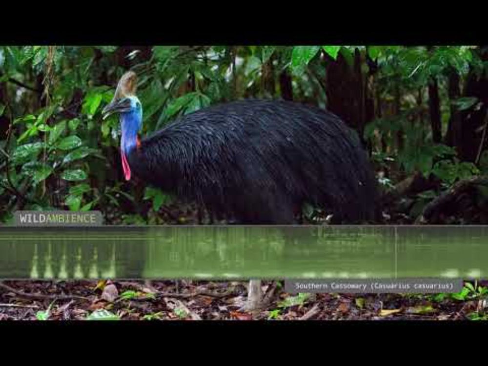 Cassowary Sound & Calls - The deep growls & rumbles of a Southern Cassowary