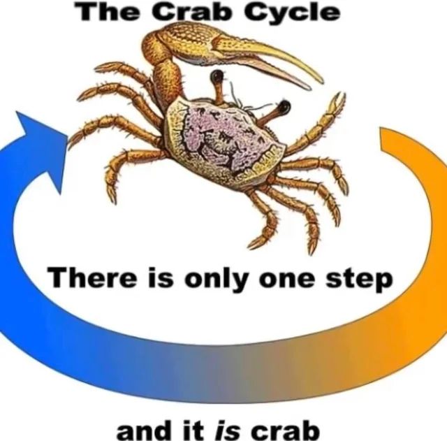 image of a fiddler crab with a big curved arrow indicating a "cycle". text reads 
the crab cycle
there is only one step
and it *is* crab