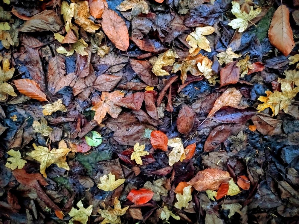 Wet autumn leaves of various types on the ground. Colours range from dark brown to shades of red, orange and yellow with a couple of patches of green.