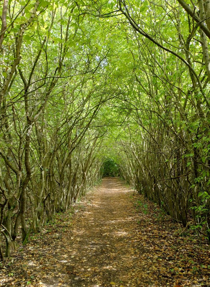 A path with a dense line of young trees either side meeting overhead to form a tunnel. A few bright spots of sunshine make it through the leafy canopy to shine on the path.