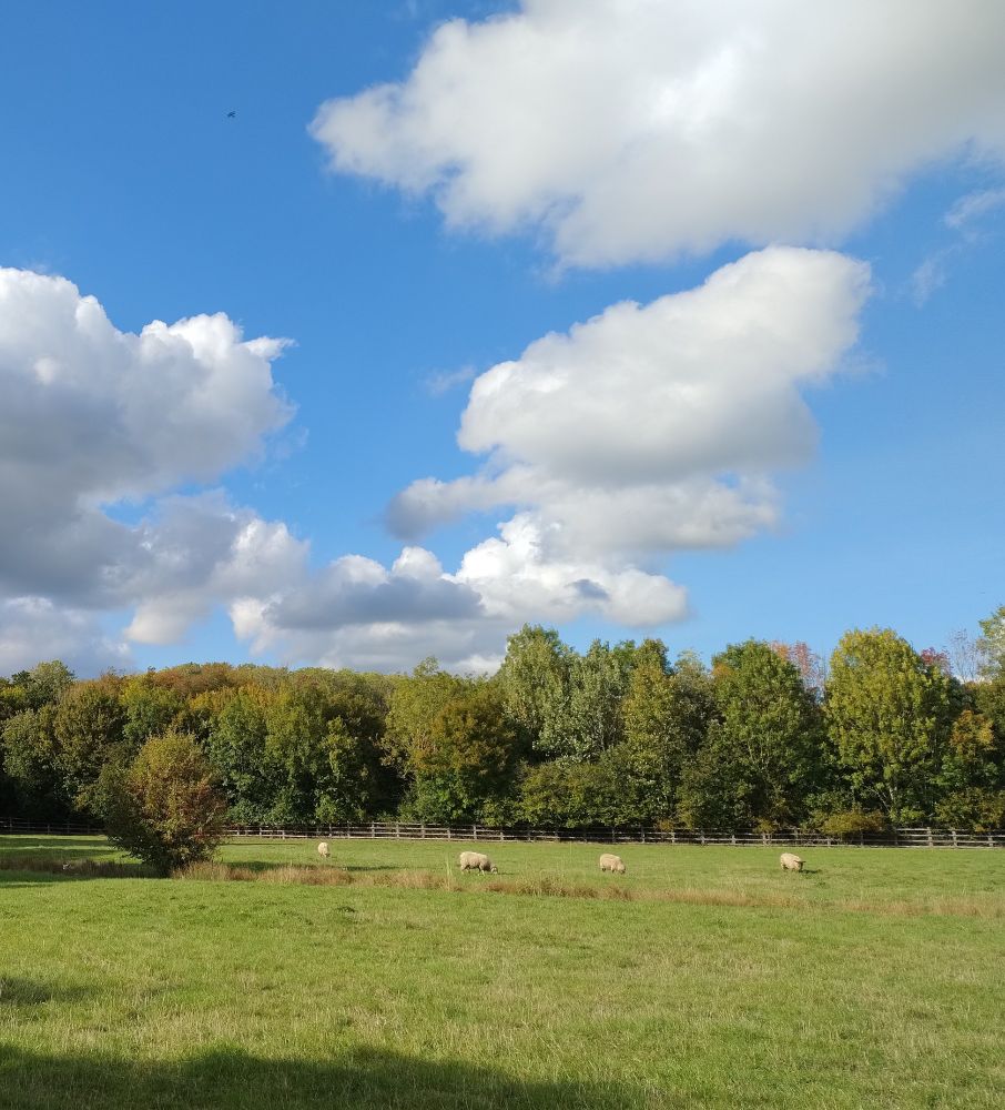 Green field with four sheep in a line, equally spaced across the field. Trees on the edge of the field beyond the sheep. Blue sky with white fluffy clouds. A tiny black dot in the blue sky to the top left is a biplane.