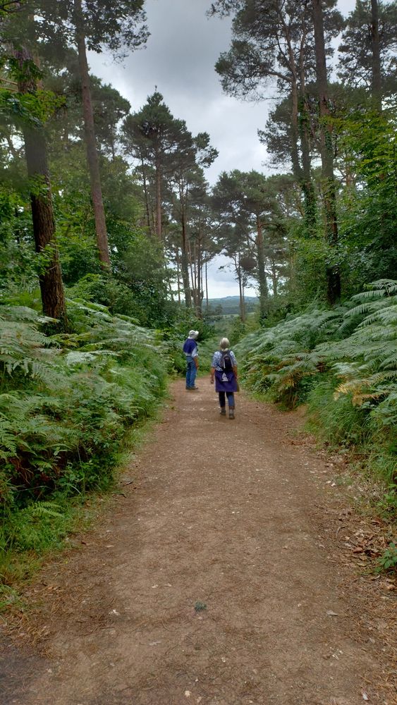 A wide path through a fairly open wood with tall pine trees and bracken either side. Two figures are on the path ahead looking up at the trees and into the bracken. Grey cloudy sky above.