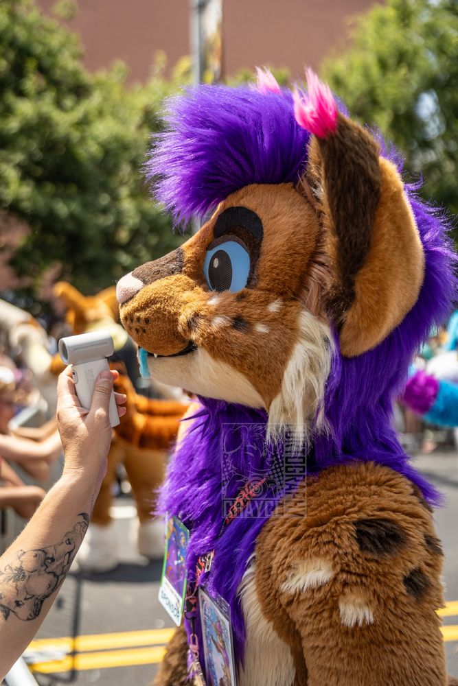 Strobes with cool air being blown into his muzzle by a fan, held by a helpful human hand.