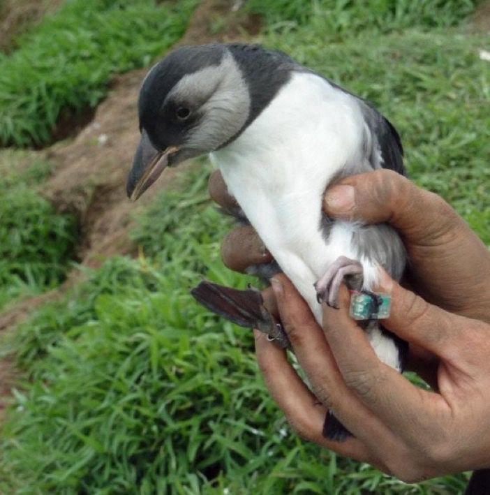 A puffin chick with a geolocator