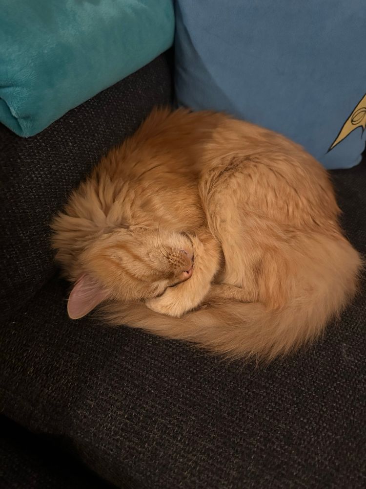 A fluffy orange cat curled up next to a light blue Spock pillow with his lil front paw around his face