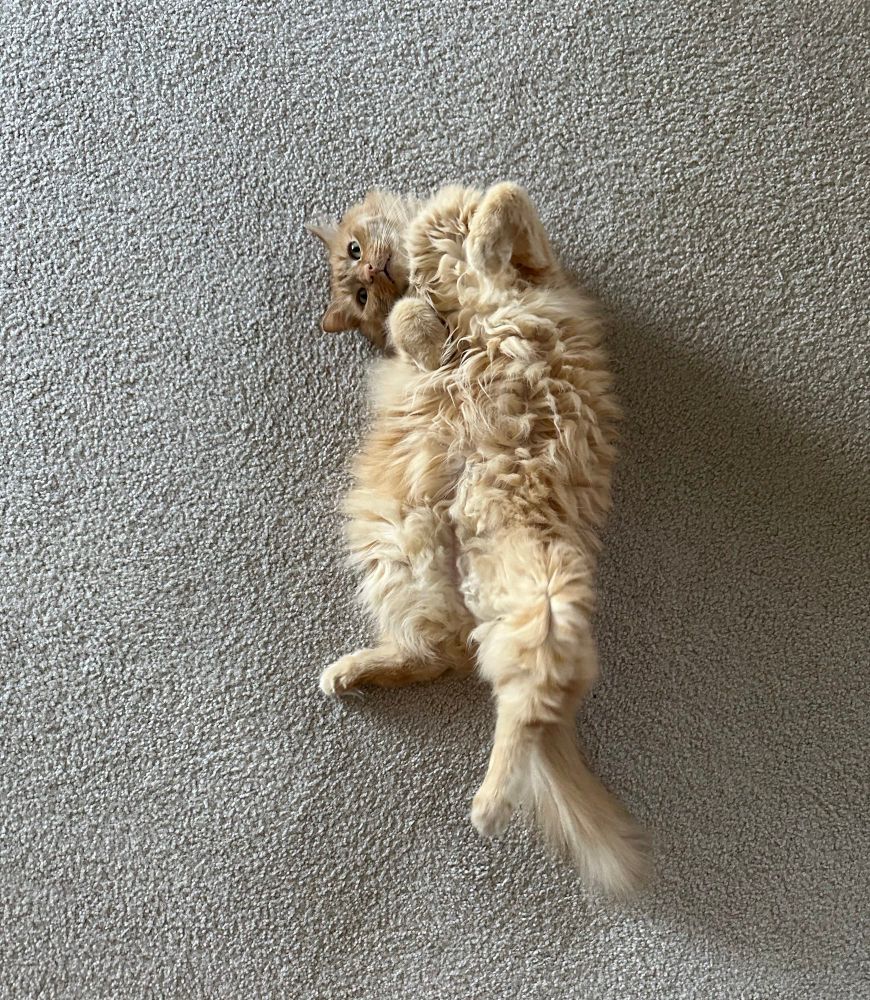A fluffy orange cat is laying on his back on a beige rug with his tummy on display, front paws curled, and his head tilted to the side. He is very cute and he knows it! 
