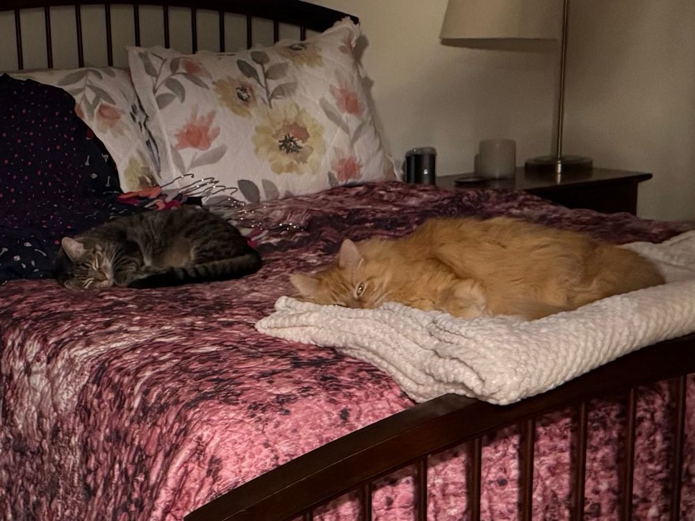 A peaaceful moment before Outdoor Cat arrived & did a harassment