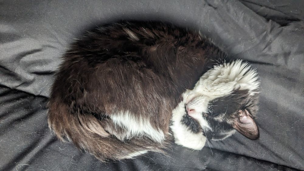 A very fluffy tuxedo cat is sleeping tightly curled up. 