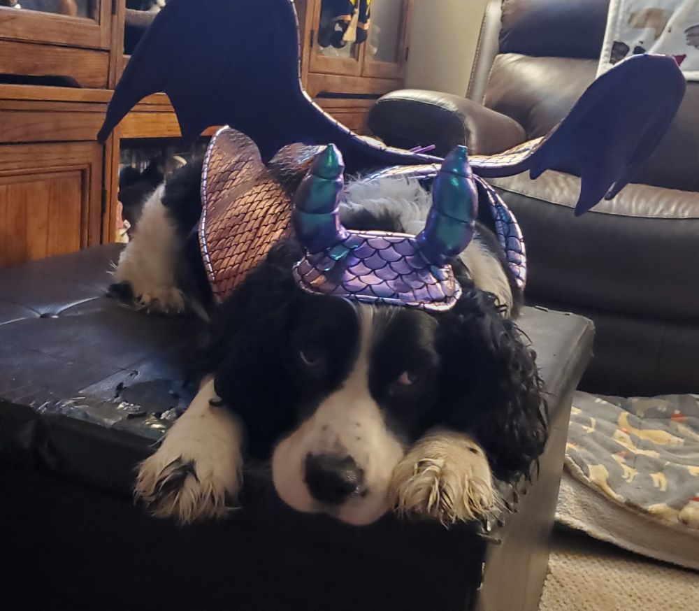 A black and white English Springer Spaniel dresses as a purple ferocious dragon