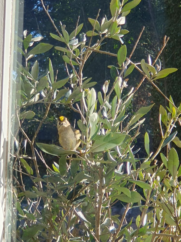 Goldcrest foraging in bush.