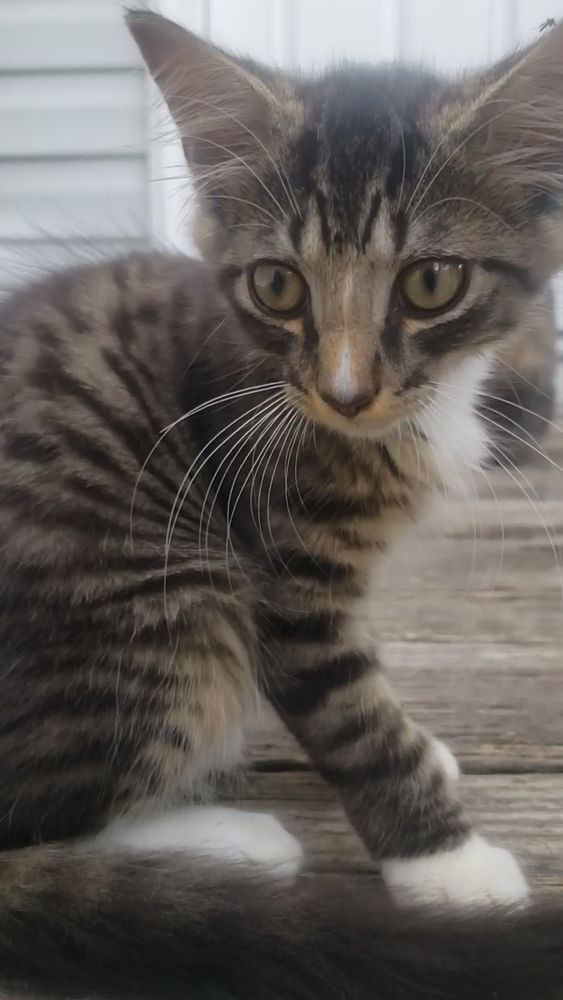 A fluffy kitten distracted by something behind the camera.