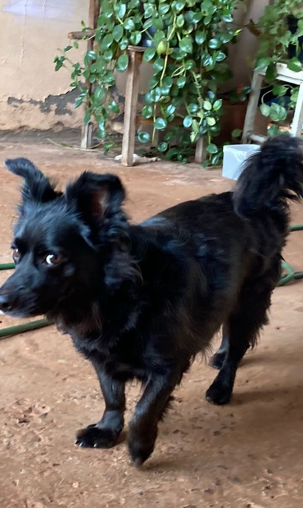 cachorro pequeno peludo e preto com olhar de desconfiado e uma patinha no ar