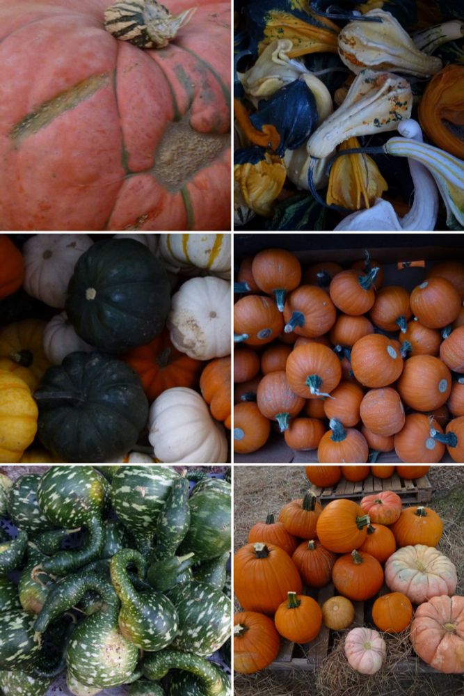 Tons of varieties of pumpkins and gourds
